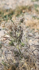 Cryptantha maritima