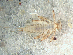 Epeorus fragilis
