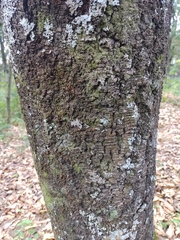 Quercus