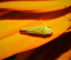 Graphocephala fennahi