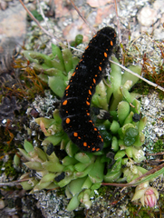 Parnassius tianschanicus