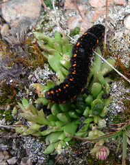 Parnassius tianschanicus