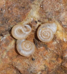 Vallonia pulchella