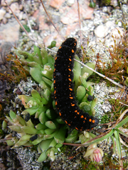 Parnassius tianschanicus