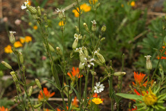 Silene parryi