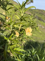 Diplacus longiflorus