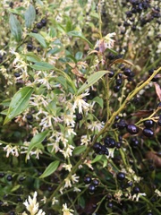 Sarcococca
