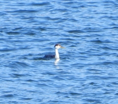 Aechmophorus occidentalis