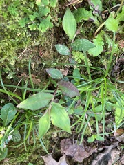 Oplismenus compositus