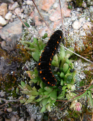 Rosularia alpestris