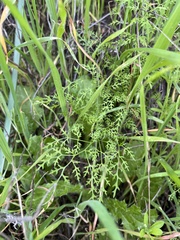 Sanicula tuberosa