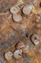 Vallonia pulchella