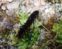 Rosularia alpestris