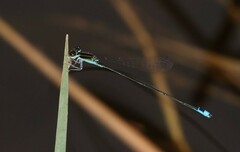 Aciagrion borneense