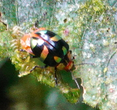 Doryphorina