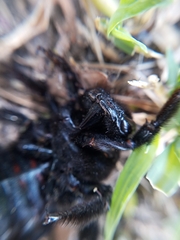 Xylocopa frontalis