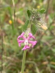 Silene colorata