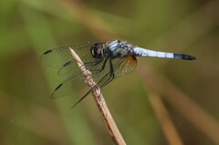 Aethriamanta gracilis