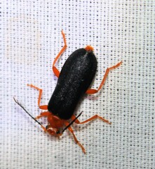 Neopyrochroa flabellata