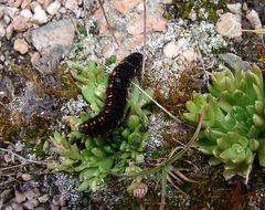 Rosularia alpestris