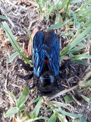 Xylocopa frontalis