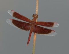 Neurothemis fluctuans