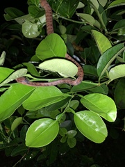 Pareas carinatus