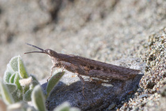 Pyrgomorpha conica