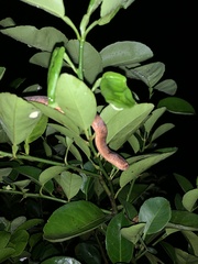 Pareas carinatus