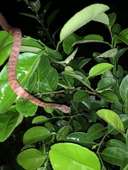 Pareas carinatus