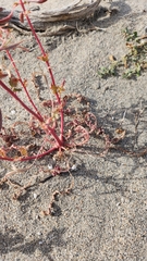 Chylismia