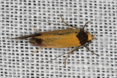 Merocroca automima