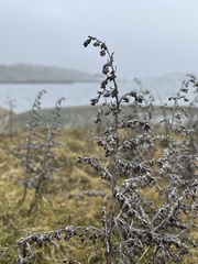 Artemisia maritima