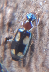 Dromius quadrimaculatus