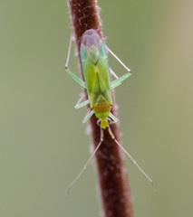 Blepharidopterus angulatus