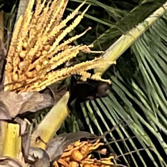 Pteropus niger