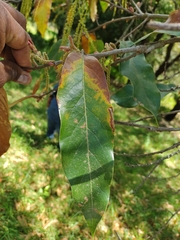 Quercus