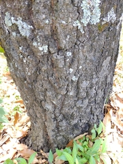 Quercus