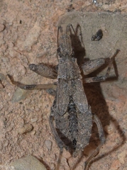 Oncocephalus