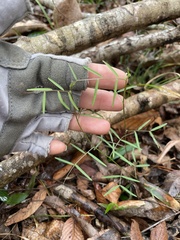 Vicia minutiflora