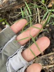 Vicia minutiflora