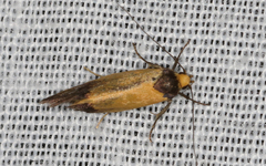 Merocroca automima