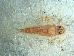 Epeorus pleuralis