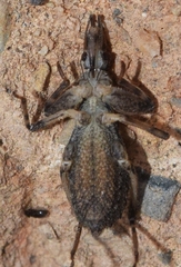 Oncocephalus