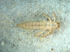 Epeorus pleuralis