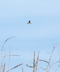 Geranoaetus albicaudatus