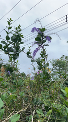 Petrea volubilis