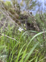 Lithophragma affine