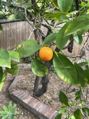 Citrus × microcarpa