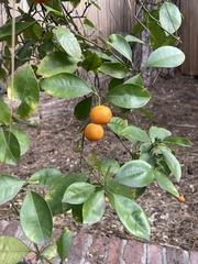 Citrus × microcarpa